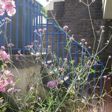 Purple Top Vervain