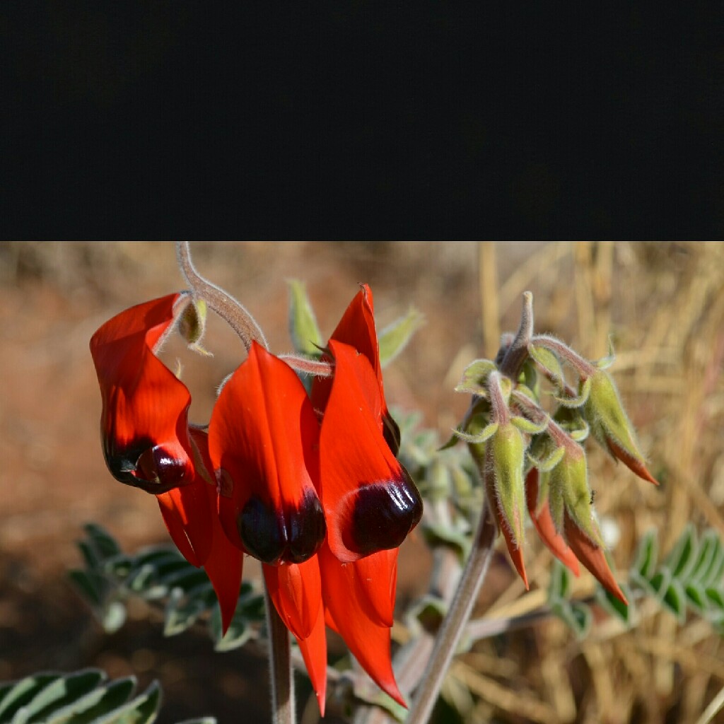 Plant image Swainsona formosa