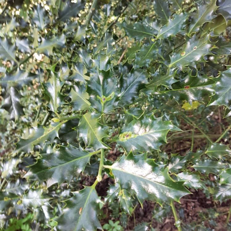 Plant image Ilex aquifolium 'Golden van Tol'