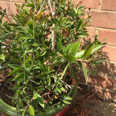 Bottlebrush