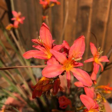 Montbretia