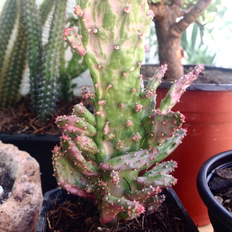 Plant image Opuntia monacantha