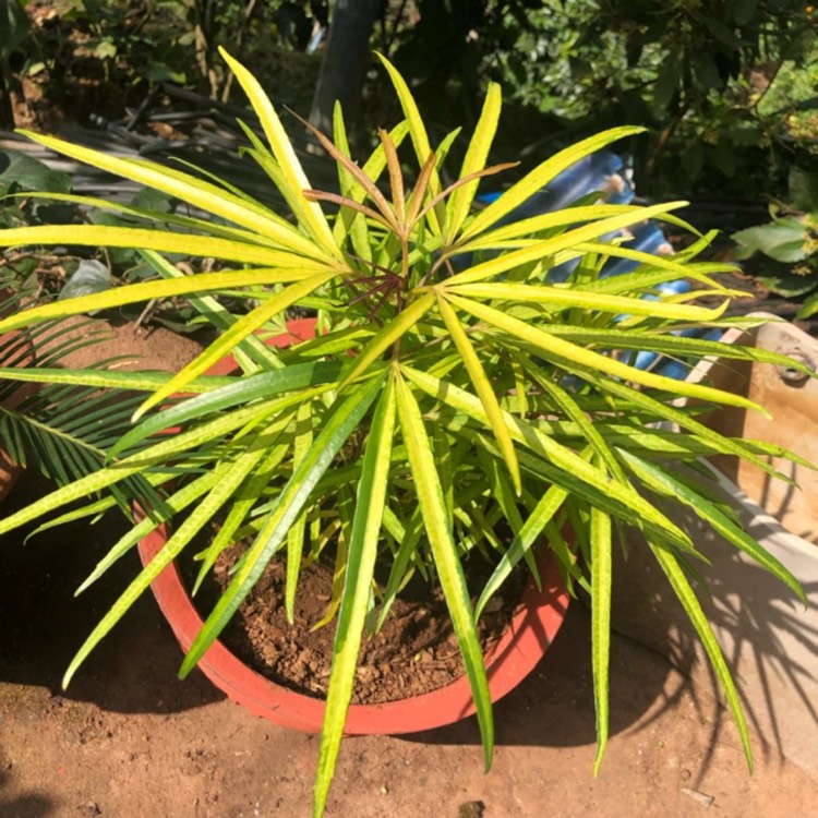 Plant image Fatsia polycarpa 'Green Fingers' syn. Aralia 'Green Fingers'