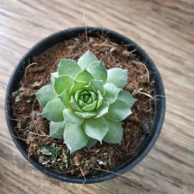 Sempervivum