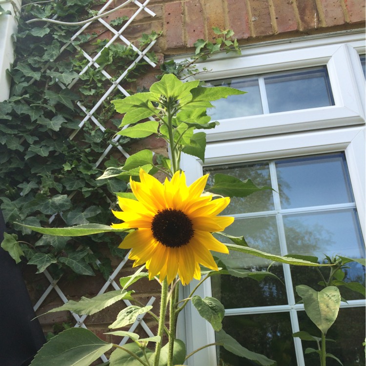 Plant image Helianthus annuus 'American Giant'