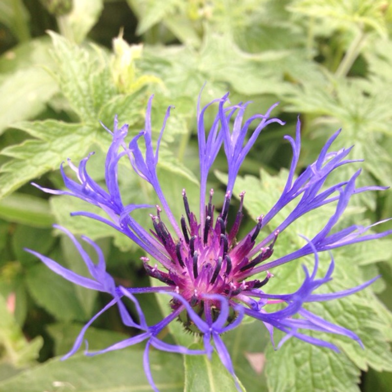 Perennial Cornflower