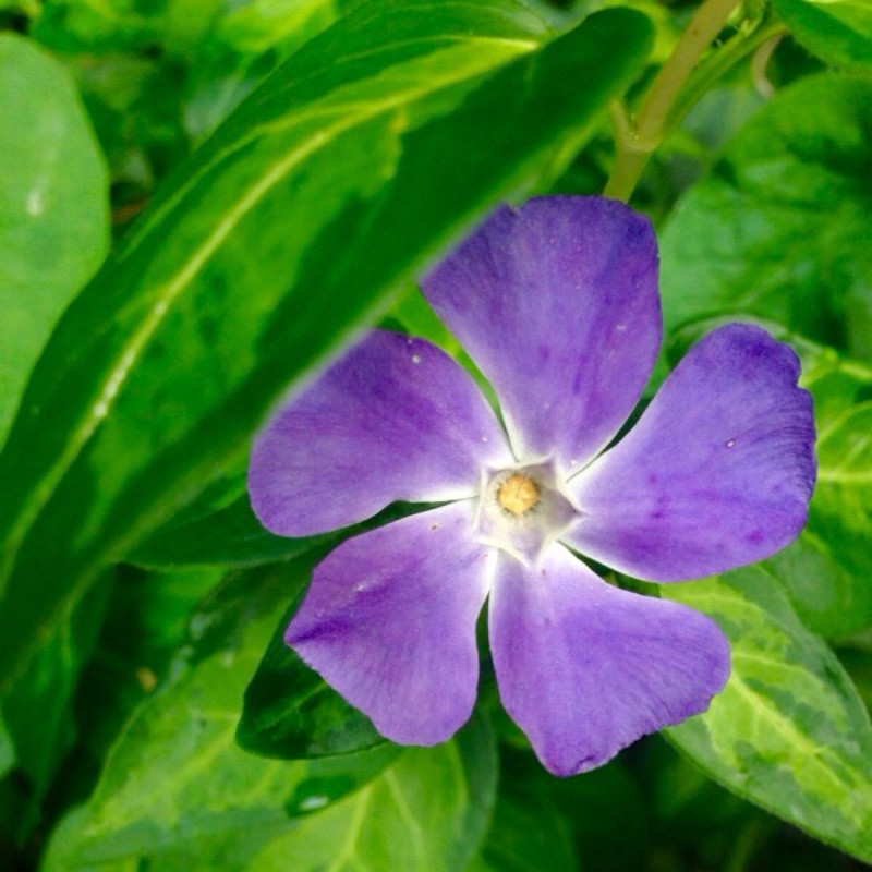 Greater Periwinkle