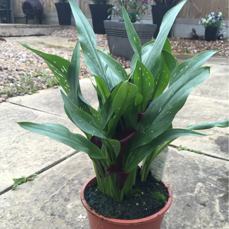 Plant image Zantedeschia albomaculata