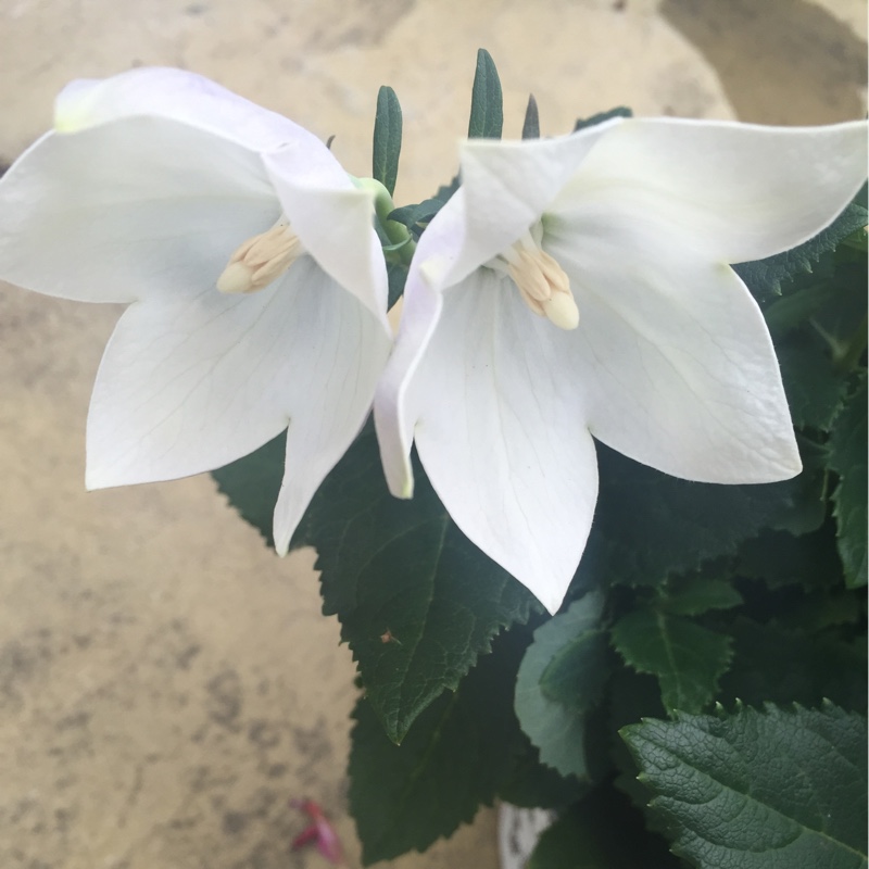 Plant image Platycodon grandiflorus 'Astra White' (Astra Series) syn. Campanula grandiflora 'Astra White'