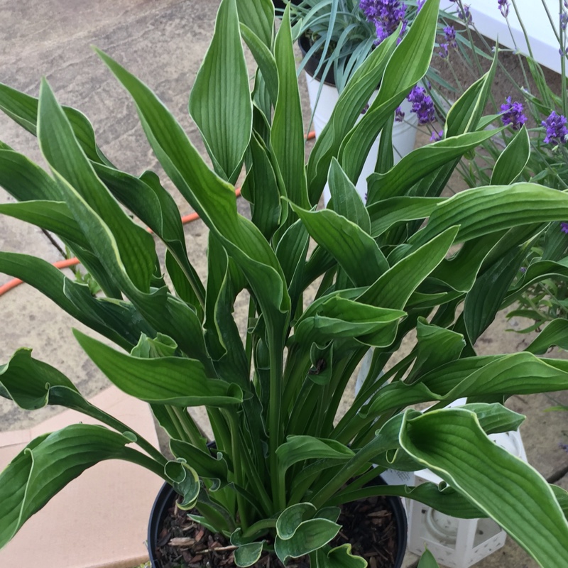 Plant image Hosta 'Praying Hands'