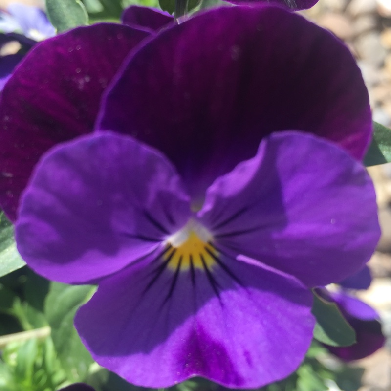 Plant image Viola cornuta 'Midnight Glow'