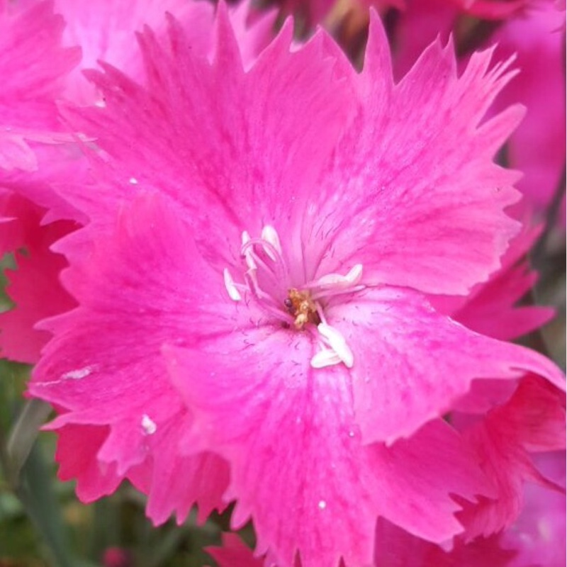 Plant image Dianthus 'Devon Xera 'Firestar'