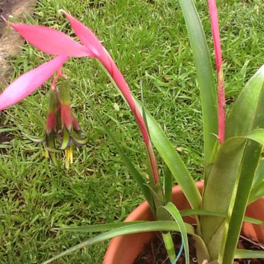 Billbergia nutans