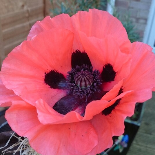 Oriental Poppy 'Princess Victoria Louise'