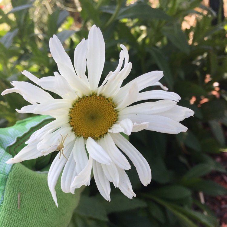 Plant image Leucanthemopsis alpina