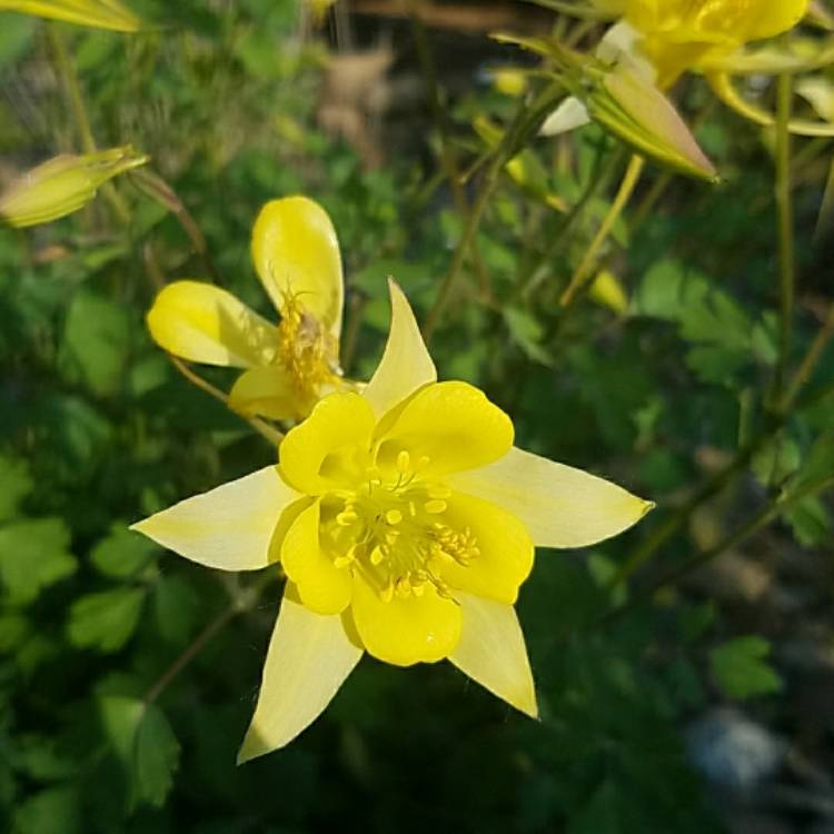 Plant image Aquilegia chrysantha