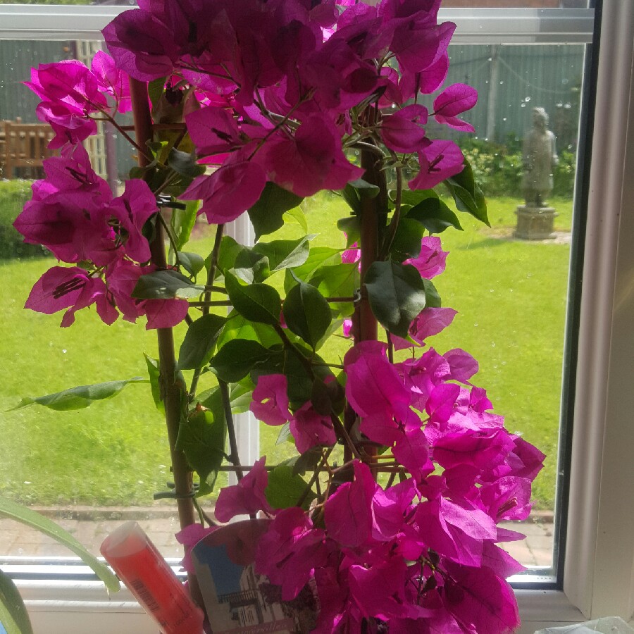 Bougainvillea