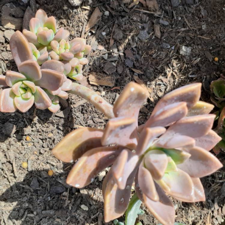 Plant image Graptopetalum Paraguayense Bernalense
