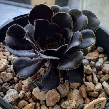 Aeonium 'Zwartkop'