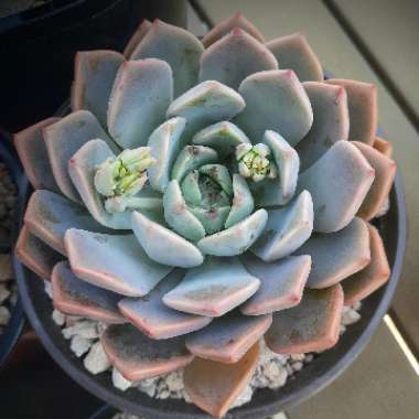 Graptoveria 'Marpin'