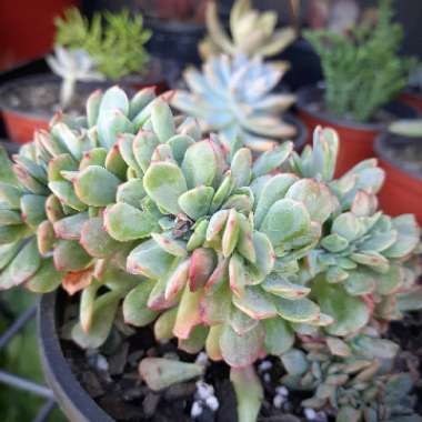 Echeveria 'Briar Rose'