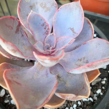 Echeveria 'Purple Pearl'