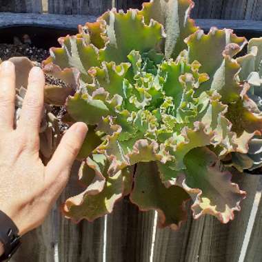 Echeveria 'Blue Curls'