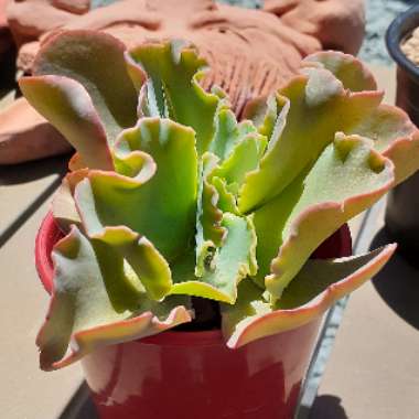 Echeveria 'Blue Curls'