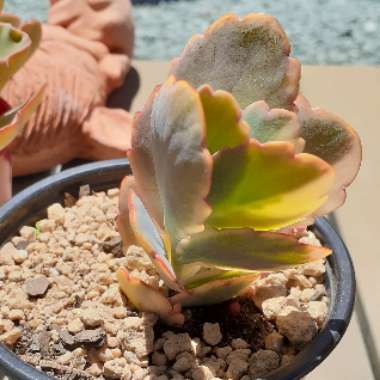 Variegated Lavender Scallops