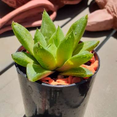 Haworthia 'Cuspidata'