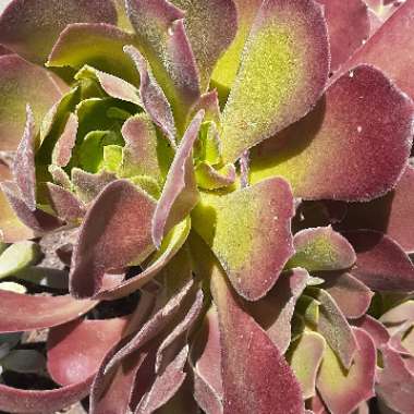 Aeonium 'Mardi Gras'