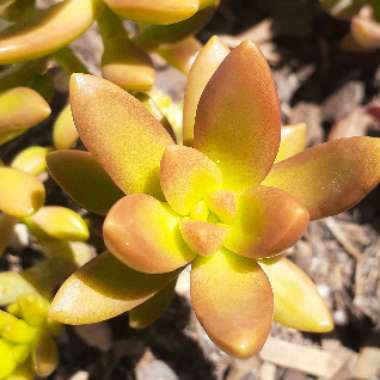 Sedum 'Adolphi'