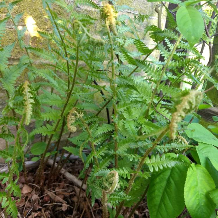 Plant image Pteridium aquilinum