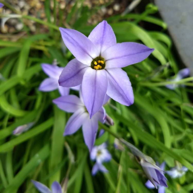 Plant image Ipheion uniflorum 'Wisley Blue'