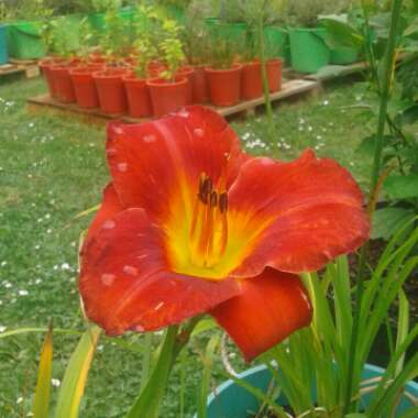 Daylily