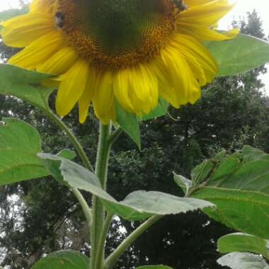 Sunflower 'Giant Single'