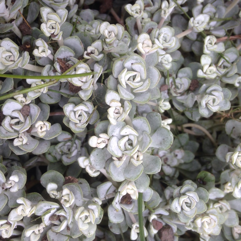 Spoon-Leaved Stonecrop 'Cape Blanco'