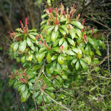 Pieris