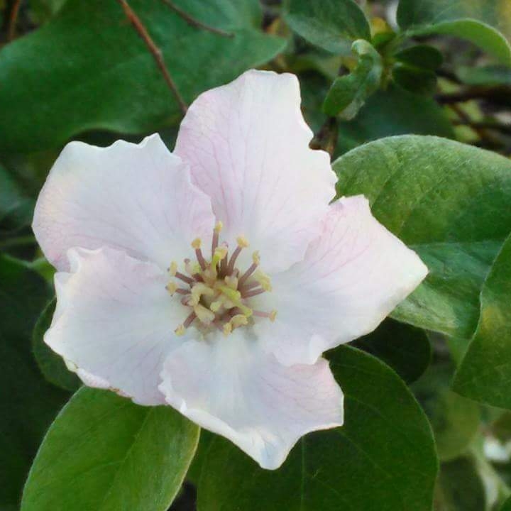 Plant image Cydonia oblonga 'Meech's Prolific'