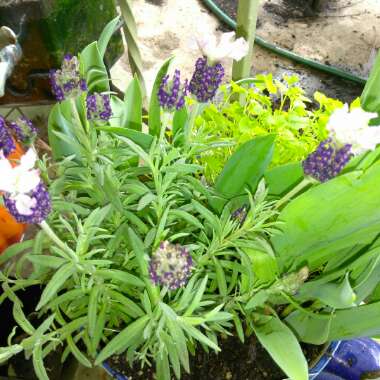 Lavender (Species) Lavender stoechas