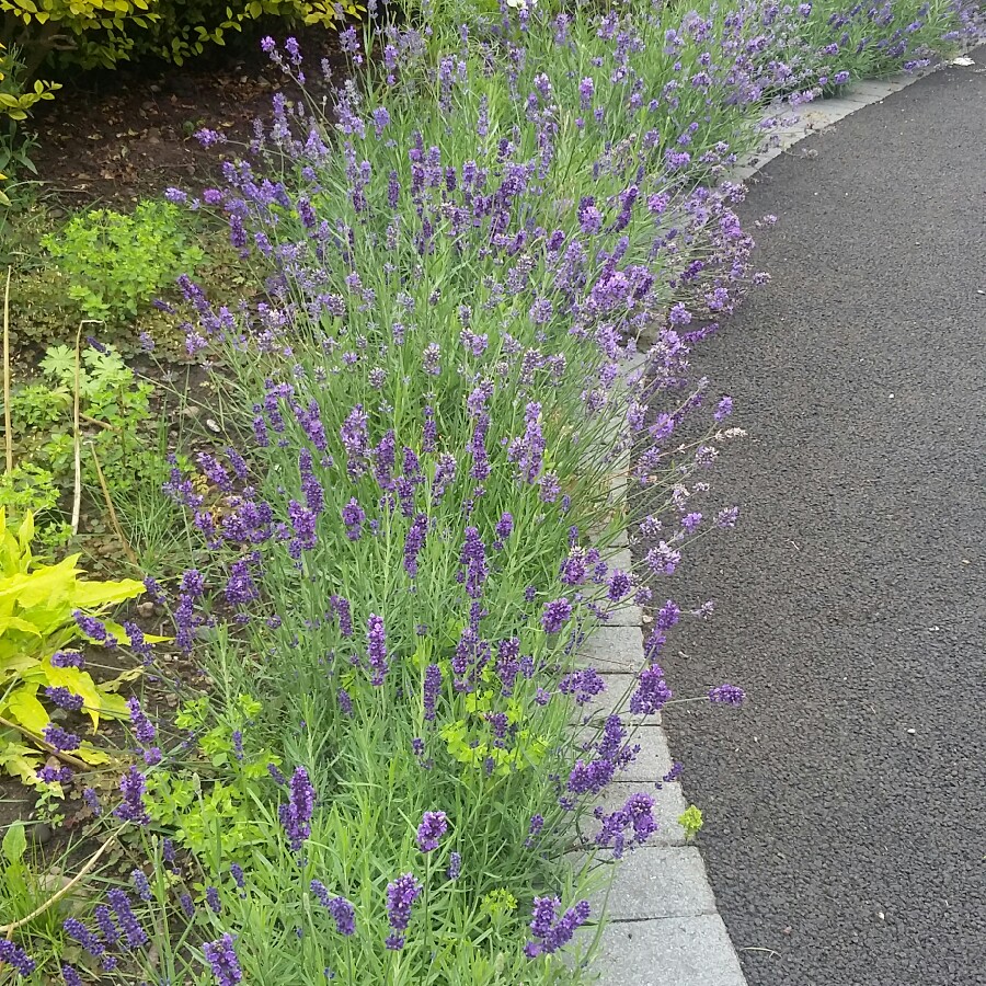 Jan's garden