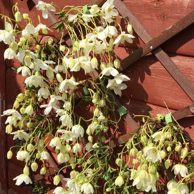 Clematis x cartmanii 'Avalanche'