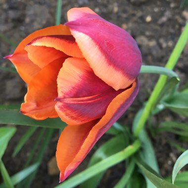 Tulipa 'Muvota'