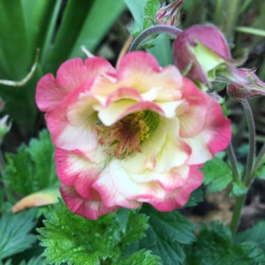 Geum 'Cosmopolitan'