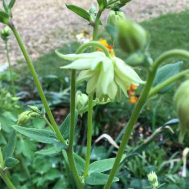 Aquilegia 'Green Apples'