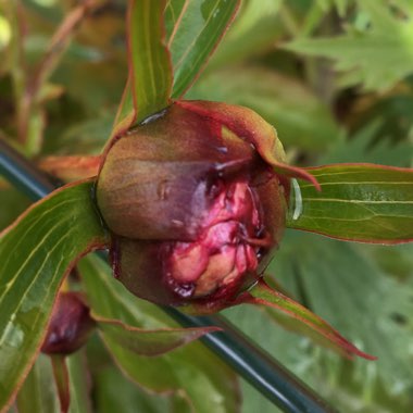 Paeonia lactiflora 'Festiva Maxima'