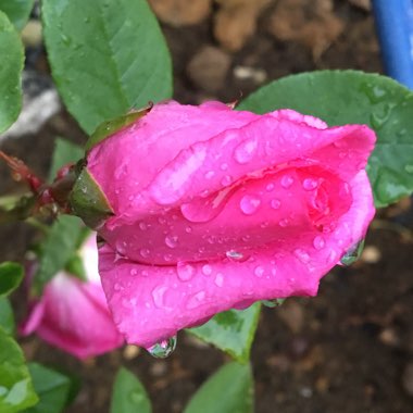 Rosa 'Zephirine Drouhin'