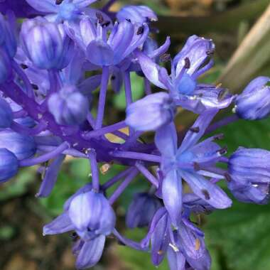 Scilla litardierei syn. Scilla amethystina, Scilla pratensis