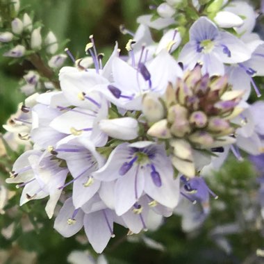 Veronica prostrata