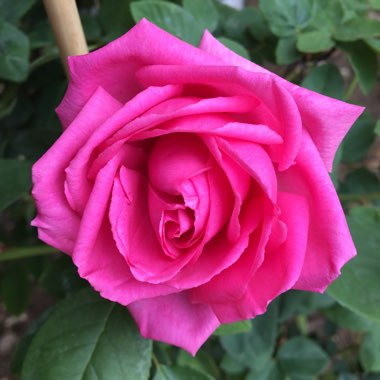 Rosa 'Zephirine Drouhin'